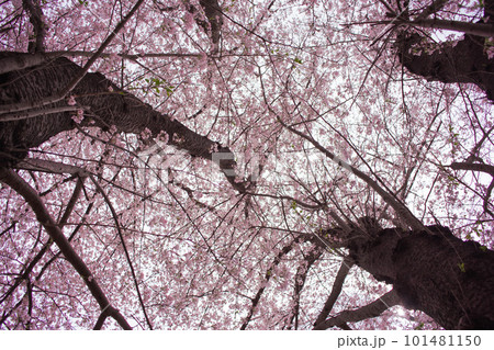 見上げる桜 見上げる桜 101481150