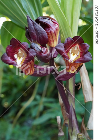 エンレイショウキラン（延齢鐘馗蘭）　Acanthephippium pictum 101481307