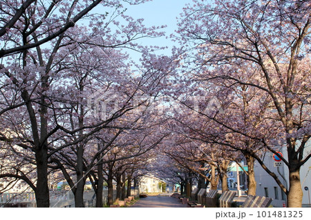 堀川沿いの桜並木を歩く　（高知県　高知市） 101481325