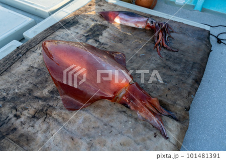 小笠原 ソデイカ 小笠原 ソデイカ 101481391