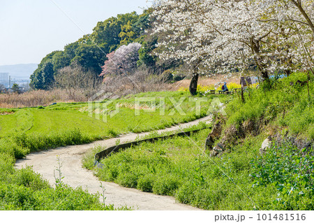 【奈良県】山辺の道 【奈良県】山辺の道 101481516