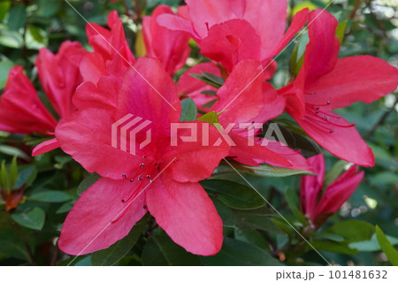 ケラマツツジ(慶良間躑躅)の赤い花 ケラマツツジ(慶良間躑躅)の赤い花 101481632