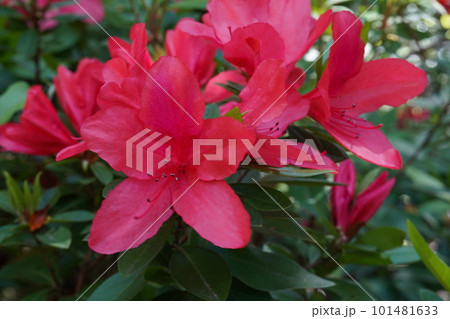 ケラマツツジ(慶良間躑躅)の赤い花 ケラマツツジ(慶良間躑躅)の赤い花 101481633