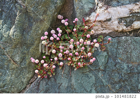 石垣のくぼ地に生えているヒメツルソバの花(春、三月) 石垣のくぼ地に生えているヒメツルソバの花(春、三月) 101481822