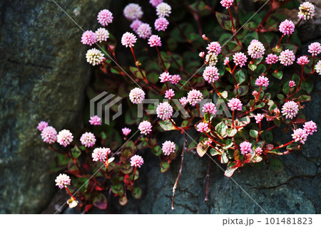 石垣のくぼ地に生えているヒメツルソバの花(春、三月) 石垣のくぼ地に生えているヒメツルソバの花(春、三月) 101481823