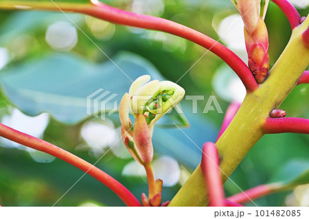 ユズリハの雌花と新葉（春、四月） 101482085