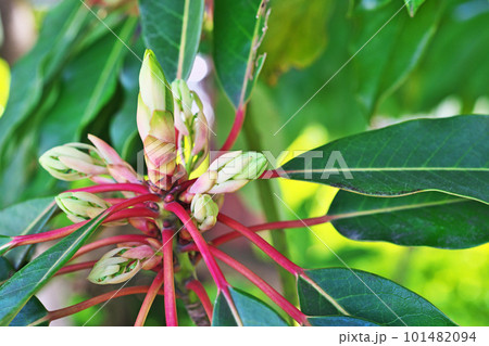 ユズリハの雌花と新葉（春、四月） 101482094
