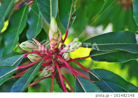 ユズリハの雌花と新葉(春、四月) ユズリハの雌花と新葉(春、四月) 101482148