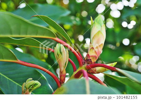ユズリハの雌花と新葉（春、四月） 101482155