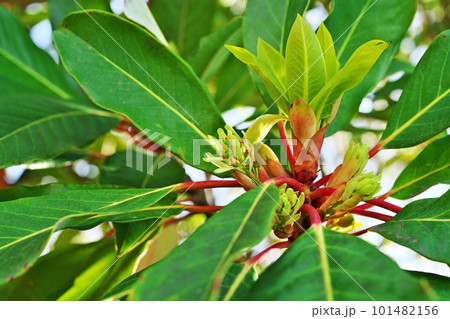 ユズリハの雌花と新葉(春、四月) ユズリハの雌花と新葉(春、四月) 101482156