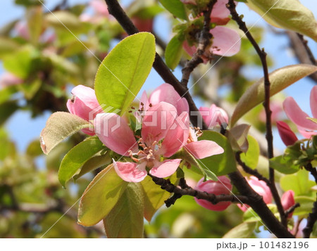 かりんの花 101482196