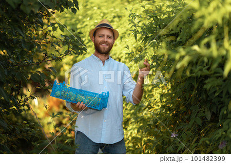Organic farming. Bearded smiling caucasian gardener in a straw hat holds a box with a harvest and show a passion fruit. The concept of harvesting and gardening Organic farming. Bearded smiling caucasian gardener in a straw hat holds a box with a harvest and show a passion fruit. The concept of harvesting and gardening 101482399