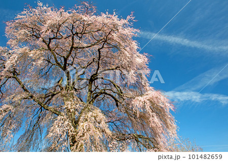 青空の下、満開の中沢の枝垂れ桜 青空の下、満開の中沢の枝垂れ桜 101482659