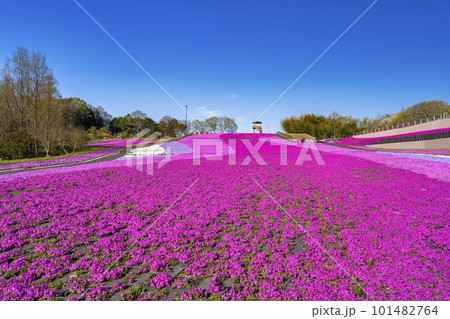 早朝の市貝町芝ざくら公園　青空と満開のシバザクラ　栃木県市貝町 101482764