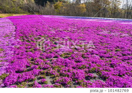 早朝の市貝町芝ざくら公園　青空と満開のシバザクラ　栃木県市貝町 101482769
