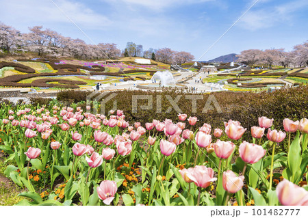 春の国営みちのく湖畔公園　彩の広場に咲く花　宮城県川崎町 101482777