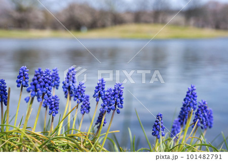 春の国営みちのく杜の湖畔公園　水辺に咲くムスカリ　宮城県川崎町 101482791