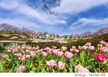 春の国営みちのく湖畔公園　彩の広場に咲く花　宮城県川崎町 101482798
