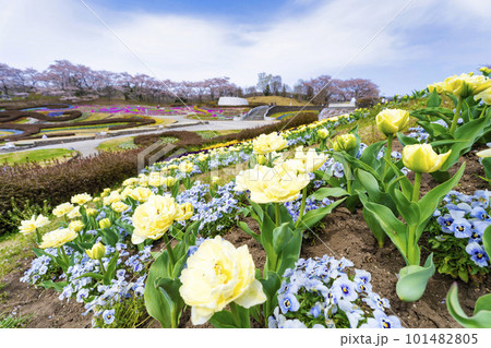 春の国営みちのく湖畔公園　彩の広場に咲く花　宮城県川崎町 101482805
