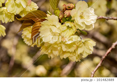 小鳥の森に咲くウコンザクラ3　岡山県岡山市東区 101482889