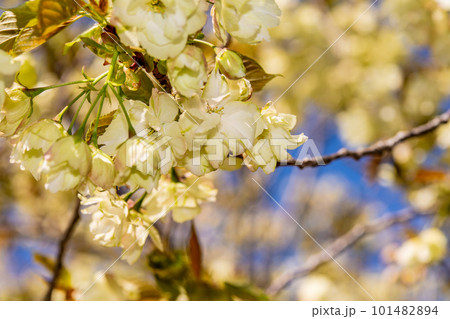 小鳥の森に咲くウコンザクラ8 岡山県岡山市東区 小鳥の森に咲くウコンザクラ8 岡山県岡山市東区 101482894