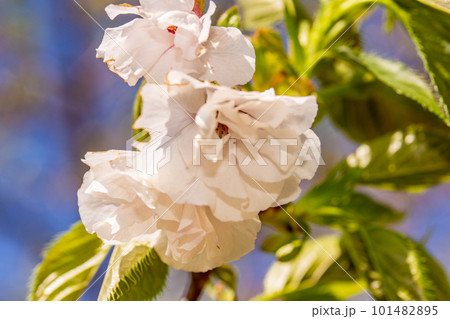 小鳥の森に咲くカンザン1 岡山県岡山市東区 小鳥の森に咲くカンザン1 岡山県岡山市東区 101482895