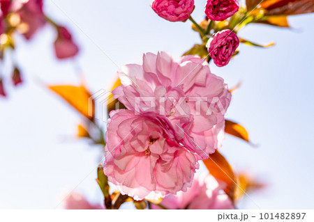 小鳥の森に咲くカンザン2 岡山県岡山市東区 小鳥の森に咲くカンザン2 岡山県岡山市東区 101482897