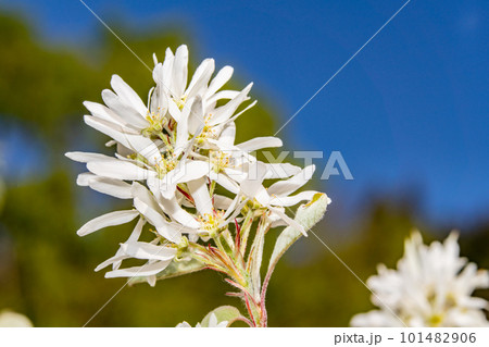 小鳥の森に咲くサイフリボク3 岡山県岡山市東区 小鳥の森に咲くサイフリボク3 岡山県岡山市東区 101482906