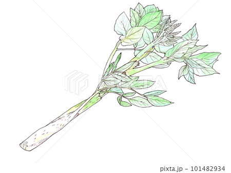 春の山菜のうど 101482934