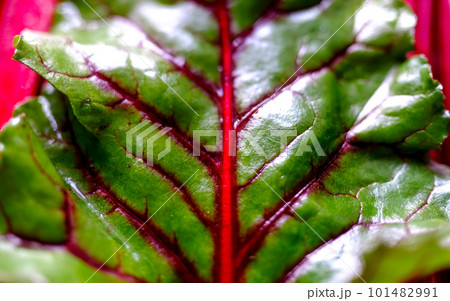 Fresh raw beet greens ready for cooking. Natural background. 101482991