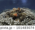 サンゴと青い海と魚たち 101483074