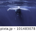 青い海を泳ぐザトウクジラ 101483078