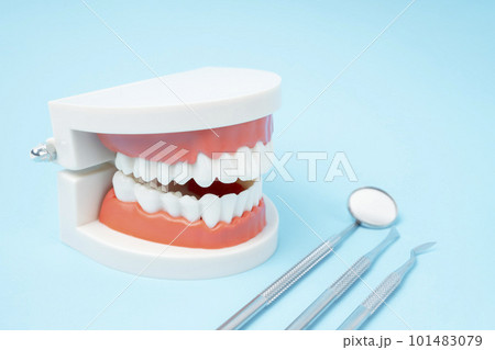 The Dentures model and instrument dental on blue background. The Dentures model and instrument dental on blue background. 101483079