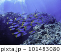 サンゴ礁を泳ぐ魚たち 101483080