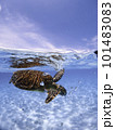 海面を泳ぐウミガメ 101483083