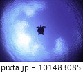 空と海とカメ 101483085