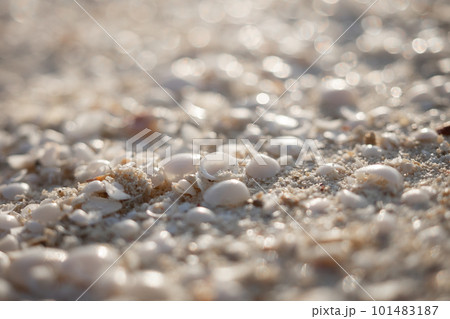 砂浜に打ち上げられた貝殻 101483187