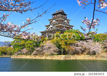 【広島県】桜が満開の広島城天守閣 【広島県】桜が満開の広島城天守閣 101483453