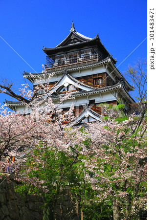 【広島県】桜が満開の広島城天守閣 【広島県】桜が満開の広島城天守閣 101483471
