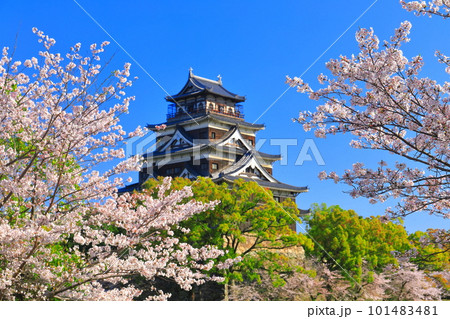 【広島県】桜が満開の広島城天守閣 101483481