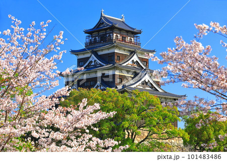 【広島県】桜が満開の広島城天守閣 101483486