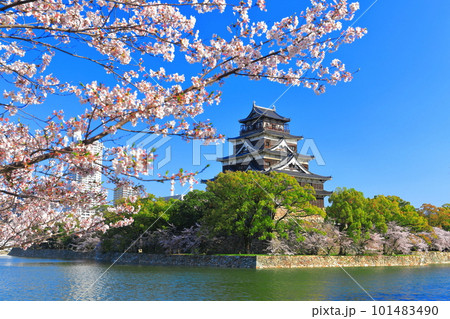 【広島県】桜が満開の広島城天守閣 【広島県】桜が満開の広島城天守閣 101483490