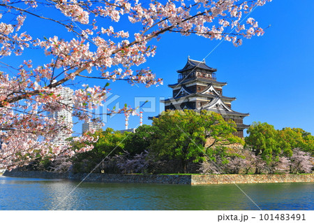 【広島県】桜が満開の広島城天守閣 101483491