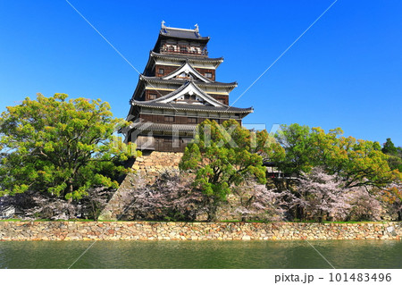 【広島県】桜が満開の広島城天守閣 【広島県】桜が満開の広島城天守閣 101483496