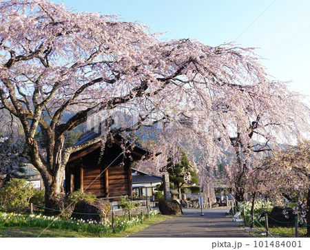 早朝山門の横に咲くしだれ桜の景色 101484001