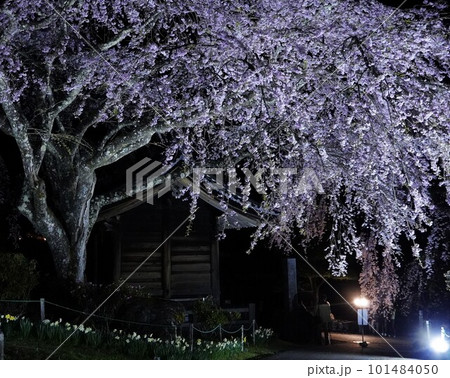 ライトアップされた枝垂れ桜 101484050