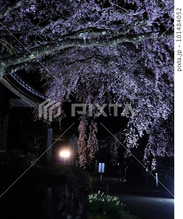 ライトアップされた夜桜 101484052
