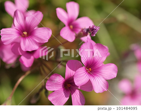 ピンク色のカタバミの花のアップ 101484095