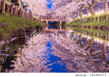 川越新河岸川沿いに咲く夜桜ライトアップ 101484273
