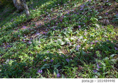 春の訪れを告げるカタクリの花の群生 101484446